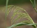 Blue Panicgrass